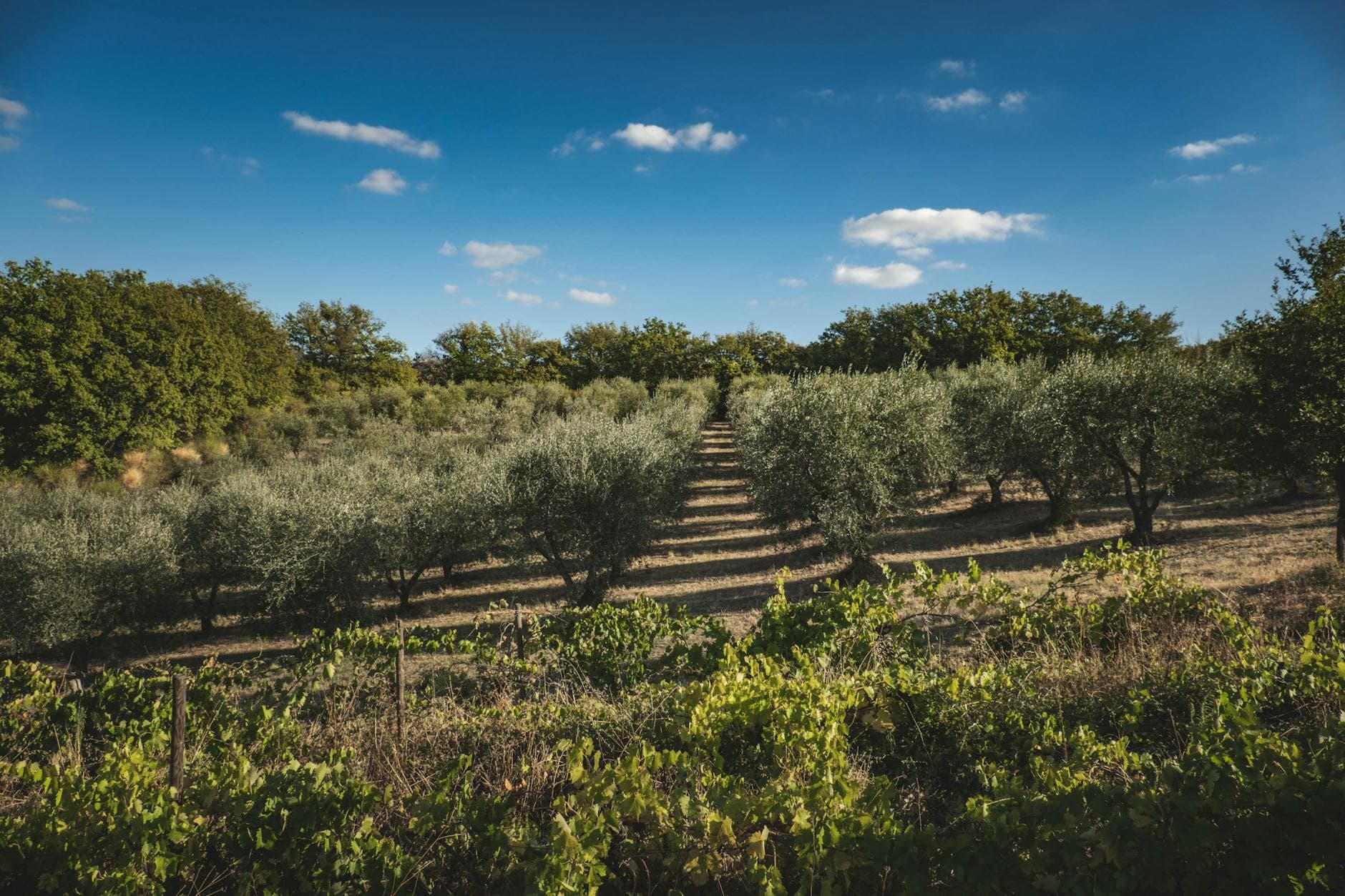 Puglia — Valle d’Itria gallery image 4